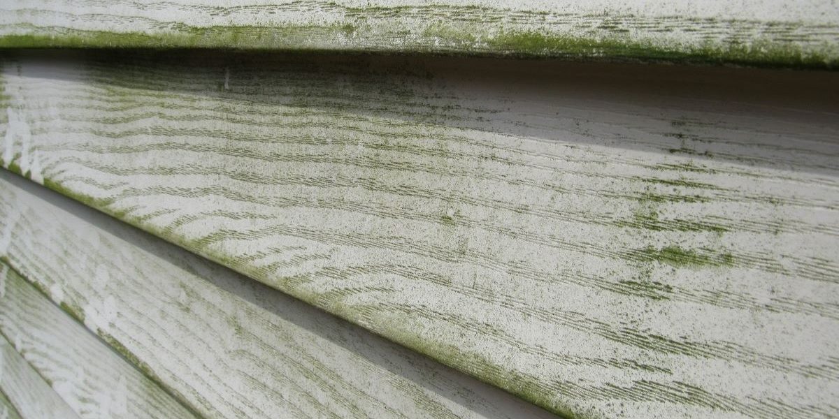 How To Prevent Green Algae On Vinyl Siding 4618